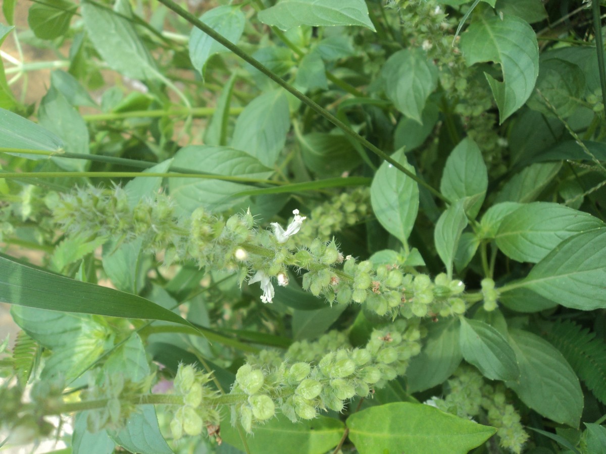 Ocimum americanum L.